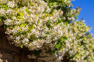 Trachelospermum Jasmioides